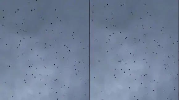 spiders attack