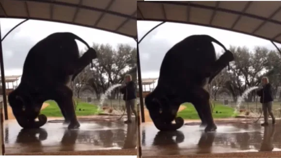 Viral hathi video social media