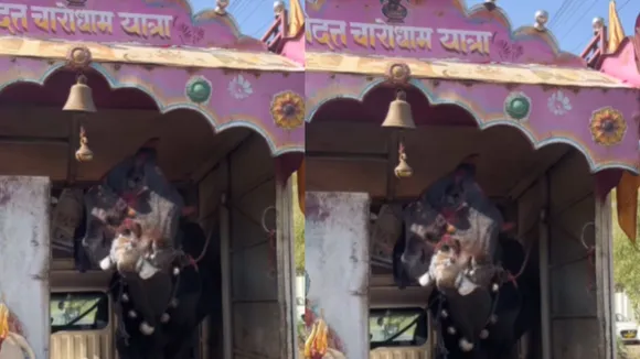 Trimukhi cow