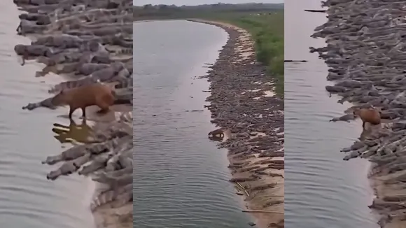 Viral Capybara video