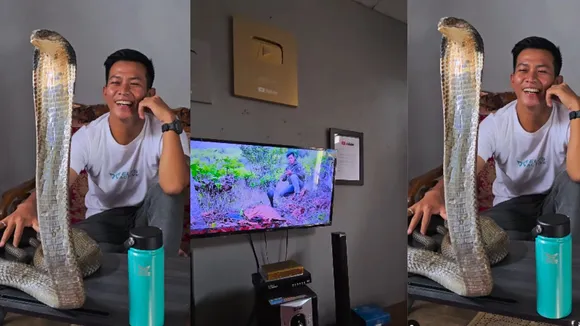 viral video of king cobra watching tv