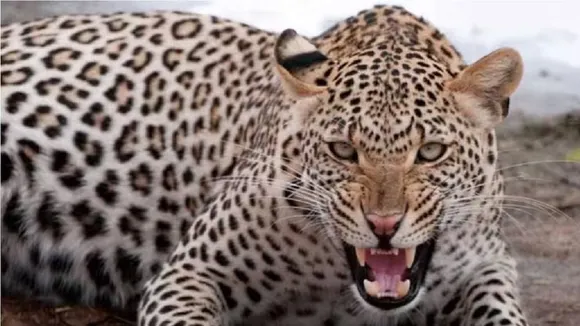 leopard attack lakimpur kheri