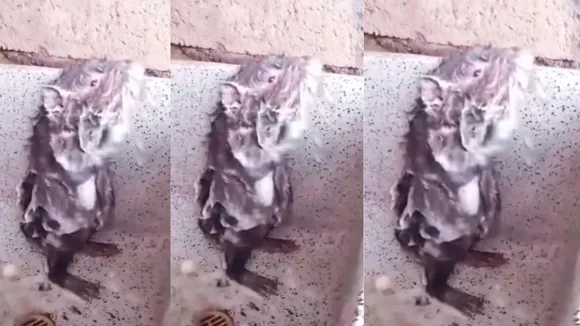 rat bathing 