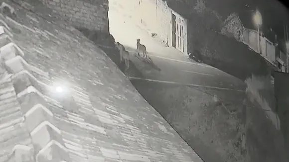 Tigers caught in cctv