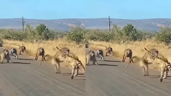 wildlife video trends