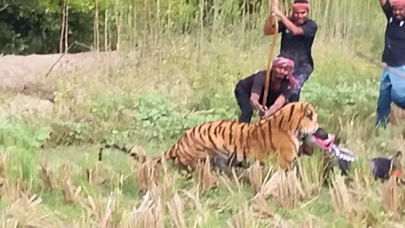 Video of tiger attack 