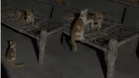 dog attacked vide