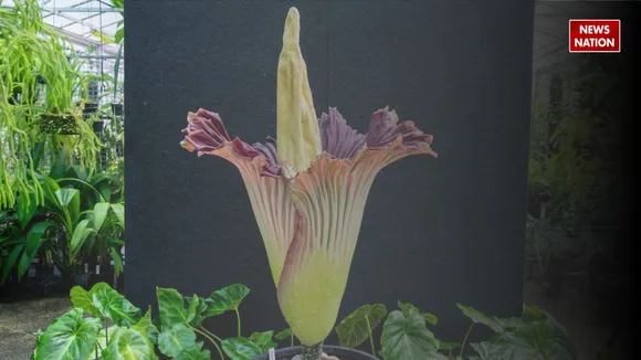 corpse flower