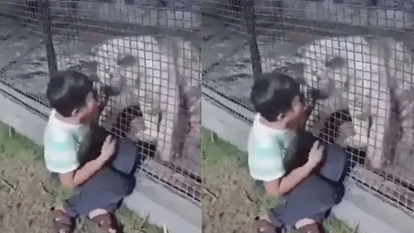 tiger attack video viral
