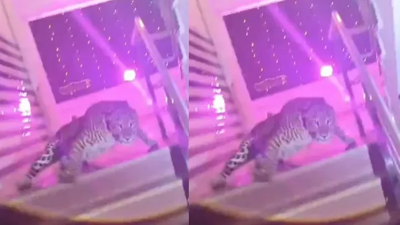 tiger attack video