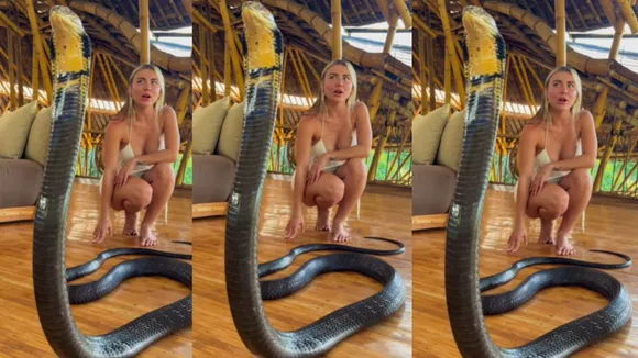 Viral king cobra video