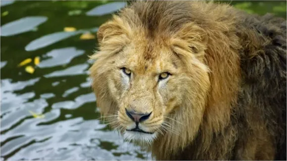 amreli lion attack