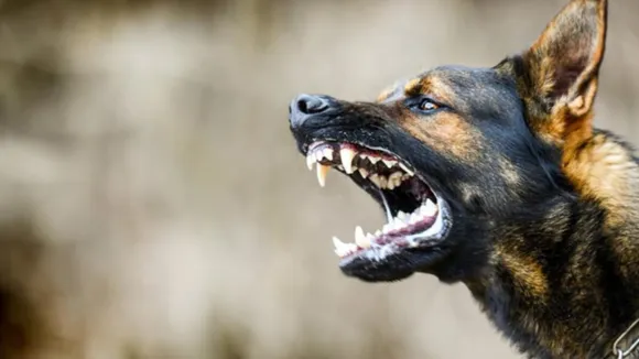 Pilibhit dogs terror