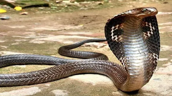 Rampur snakes found