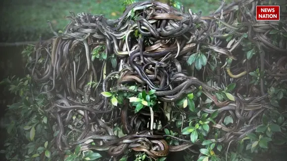 snake island news