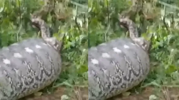 python swallow