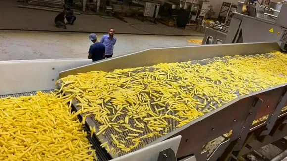 french fries plant image