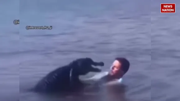 crocodile viral attack video