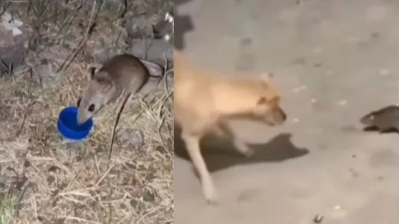 viral rat beer video