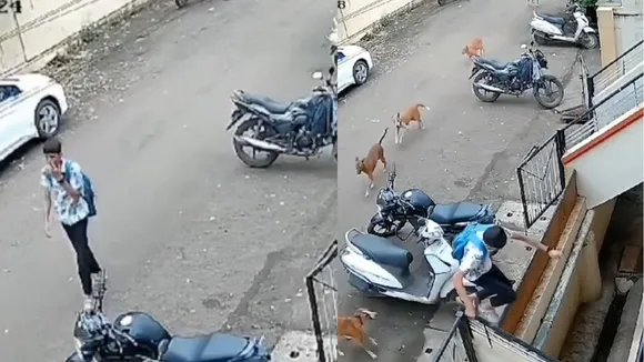 dogs attack video on kids