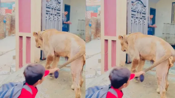lion attack video on kids