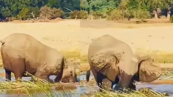 elephants attack video