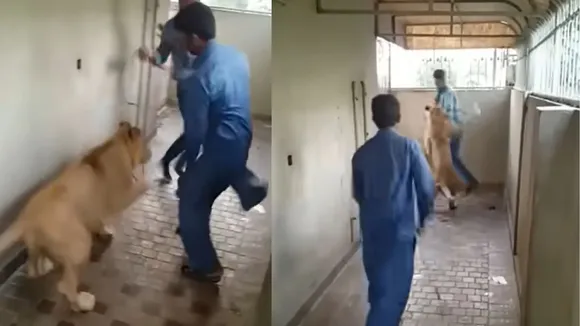 lion attack video viral news