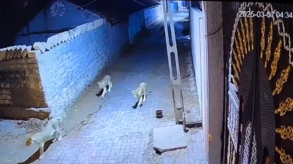lion cctv