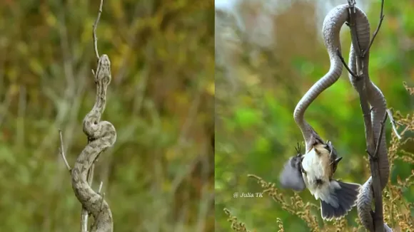 snake hunting video viral on social media