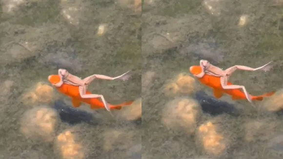 viral video of fish and frog