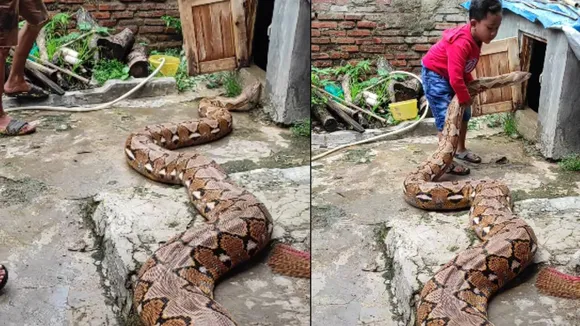 viral python video with kid