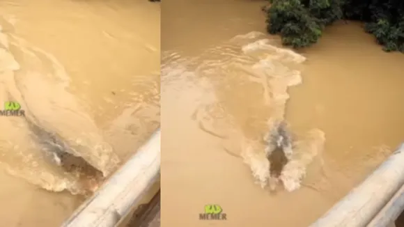 viral crocodile news