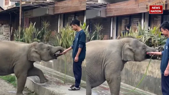 elephant drink water 