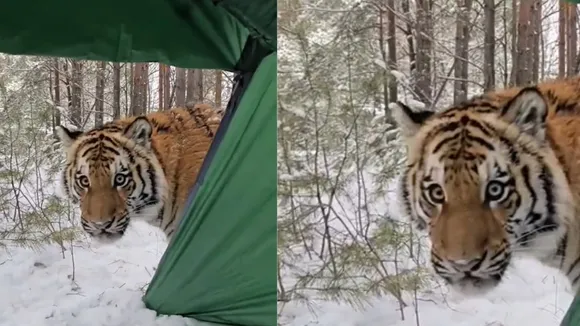 VIRAL VIDEO TIGER ATTACK