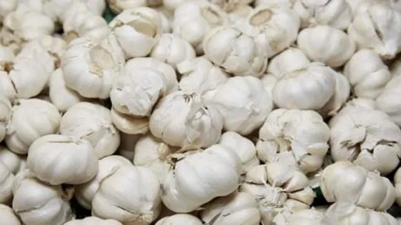 garlic news