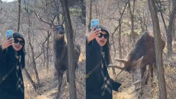 Viral wildlife video on social media
