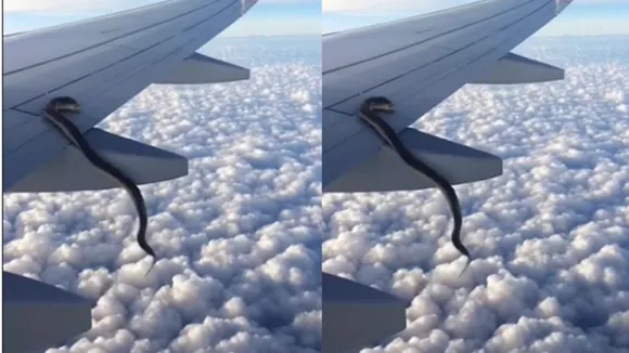 vIRAL vIDEO SNAKE FLIGHT