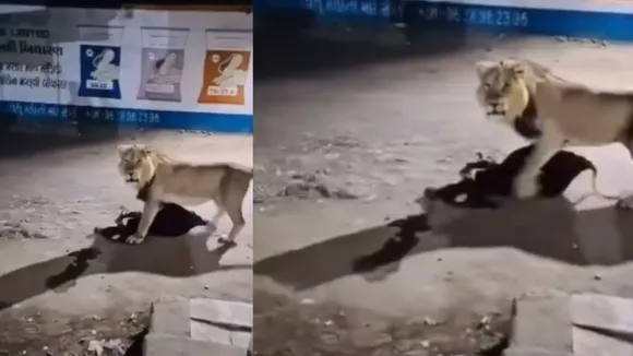 GIR LION VIDEO ON SOCIAL MEDIA