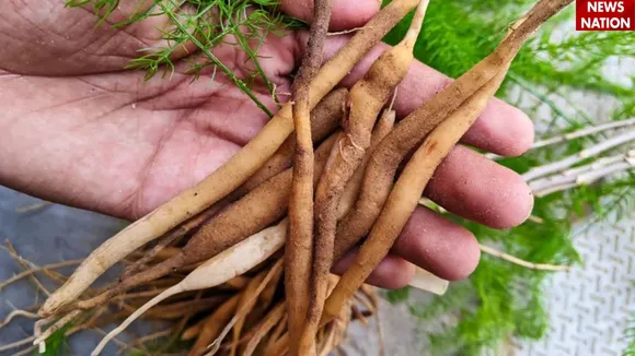 शतावरी