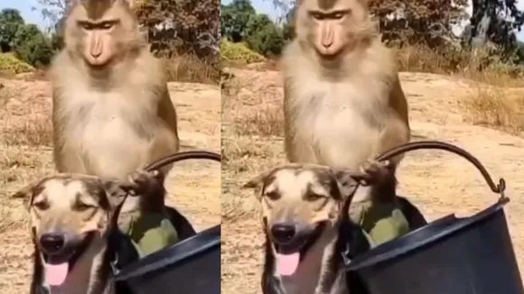 Monkey harasses dog