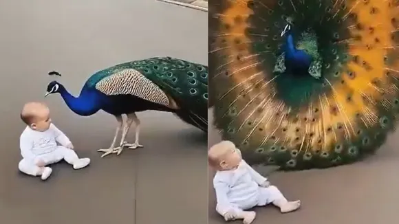 Peacock saved the child