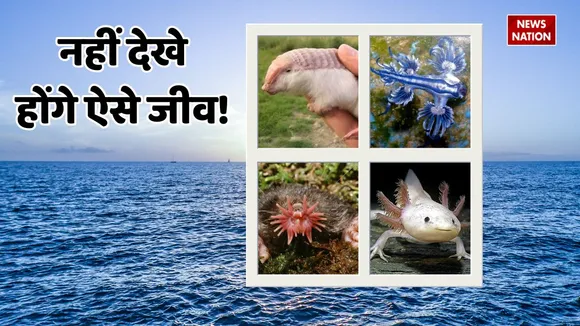 4 strange animals of the world