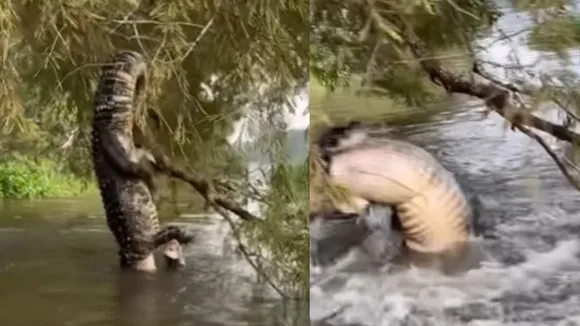 Crocodile attack video on social media