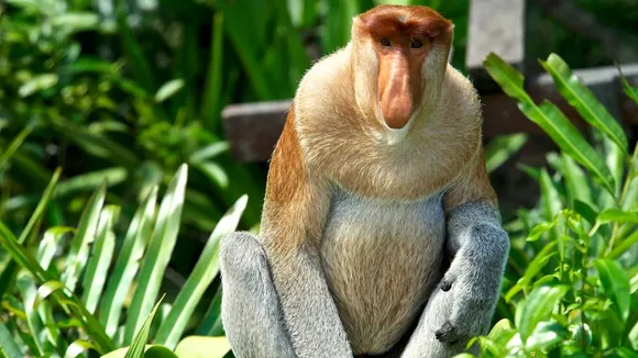 proboscis Monkey