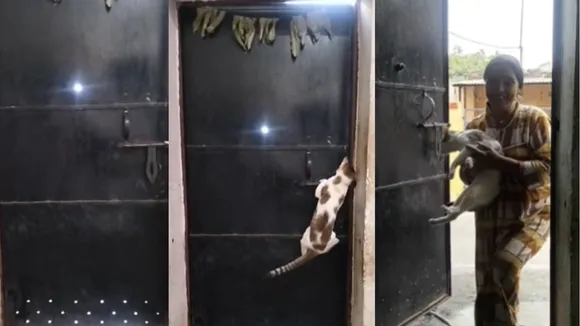 Viral cat claver video on social media