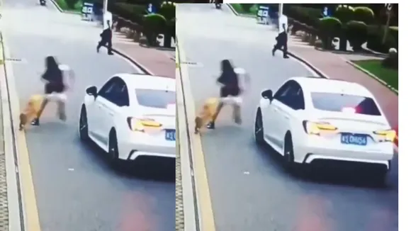 Dog Attack Viral Video