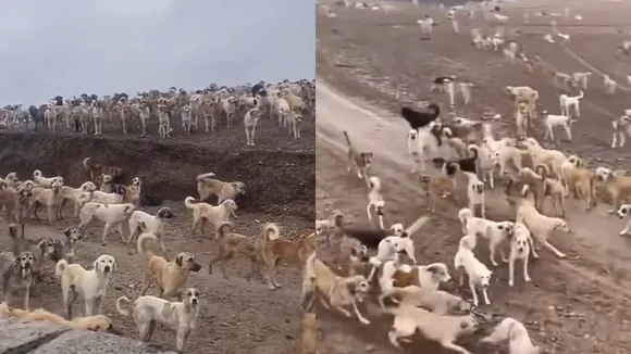 Viral Video Iraq Dog Jail Video On Internet