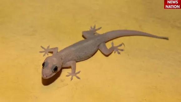 छिपकली 