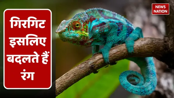 chameleons change color