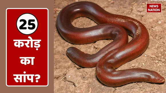 red boa snake